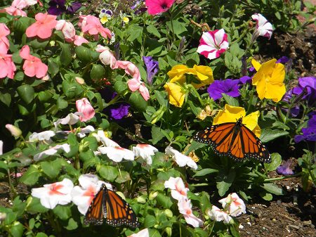 Annual Butterfly Release with Flowers