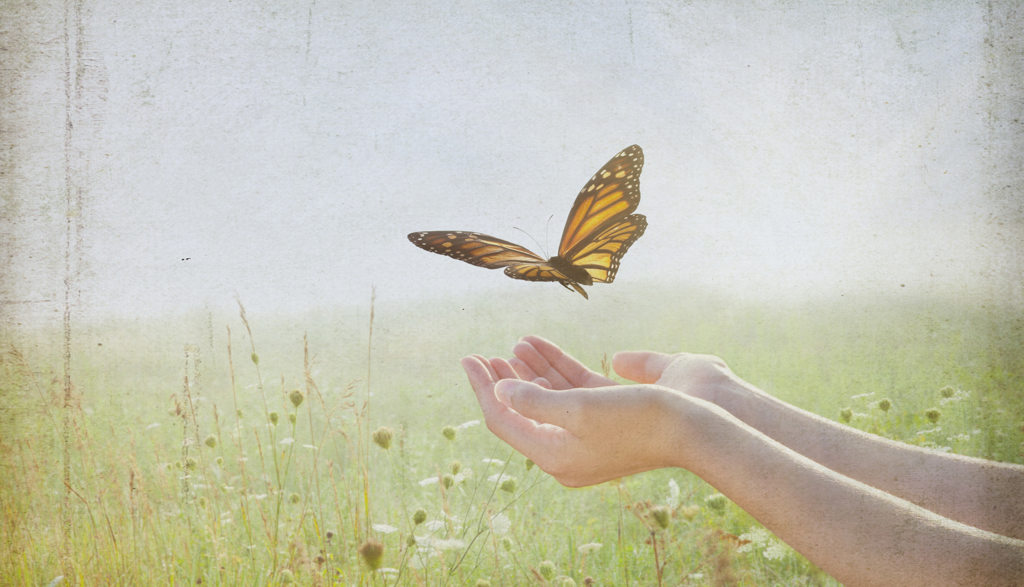 Penn Highlands Butterfly Release